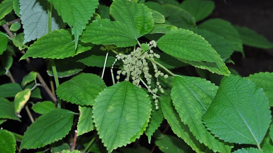 Nông dân thu tiền đều mỗi năm từ loại cây mọc hoang ven đường